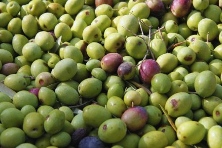 Imagen sobre ¿Qué variedades de aceite de oliva existen?