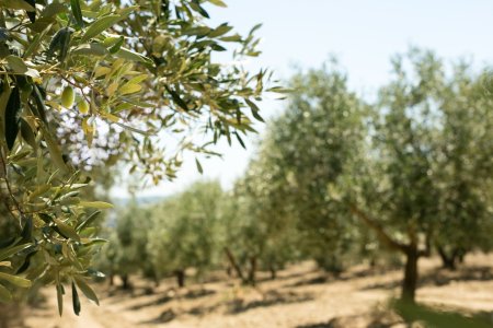 Imagen sobre ¿Cómo se hace el aceite de oliva?